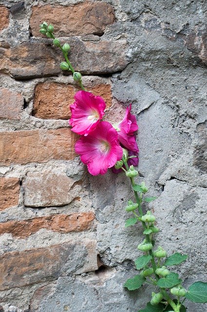 הורדה חינם Flower Pink Contrast - תמונה או תמונה בחינם לעריכה עם עורך התמונות המקוון GIMP