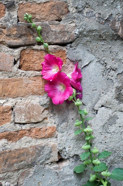 Muat turun percuma Flower Pink Contrast - foto atau gambar percuma untuk diedit dengan editor imej dalam talian GIMP