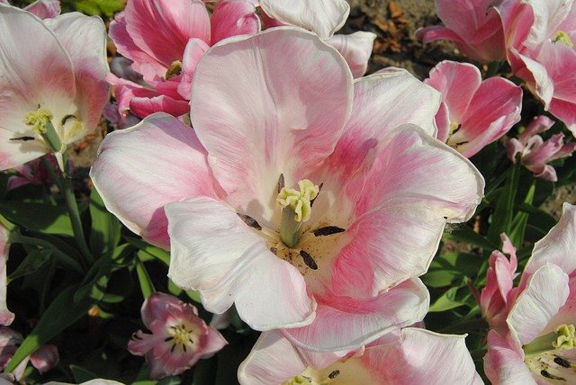 Template Photo Flower Pink Flora -  for OffiDocs