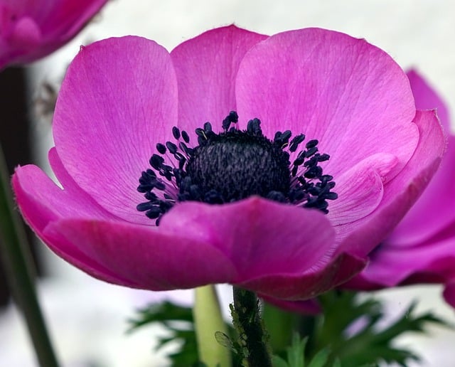 Free download flower pink flower blossom bloom free picture to be edited with GIMP free online image editor