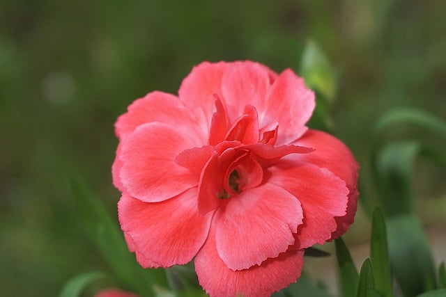Free download flower pink flower carnation flower free picture to be edited with GIMP free online image editor
