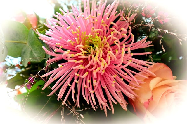 Free download flower pink flower chrysanthemum free picture to be edited with GIMP free online image editor