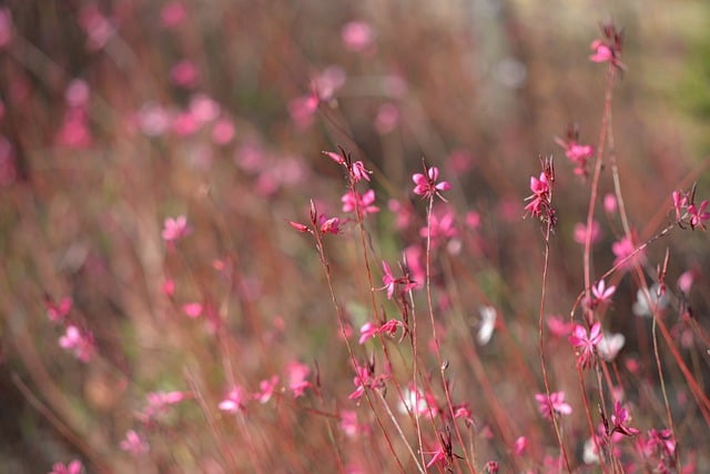 Free download flower pink flower gaura flowers free picture to be edited with GIMP free online image editor