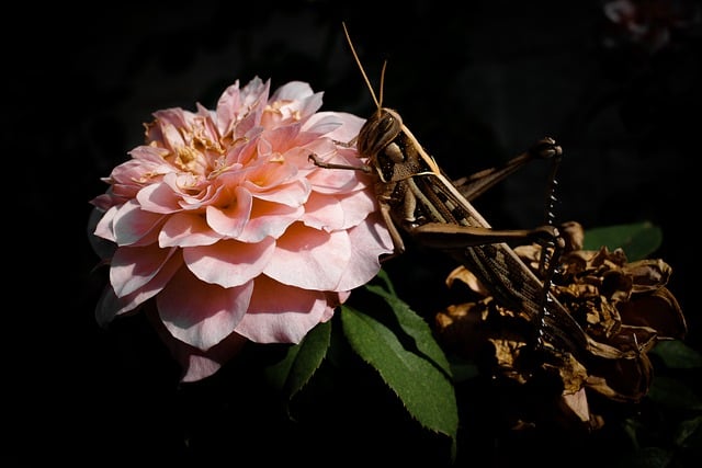 دانلود رایگان عکس بدون اشکال ملخ گل صورتی گل برای ویرایش با ویرایشگر تصویر آنلاین رایگان GIMP