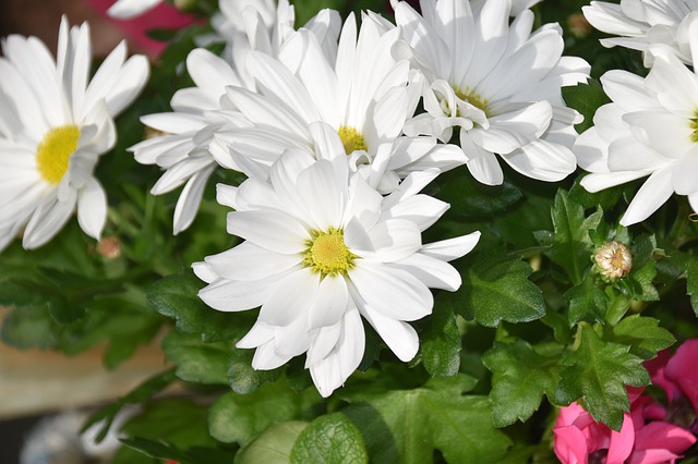 Free download flower pink flower plant vegetable free picture to be edited with GIMP free online image editor