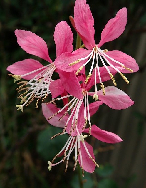 تنزيل Flower Pink Garden مجانًا - صورة مجانية أو صورة لتحريرها باستخدام محرر الصور عبر الإنترنت GIMP