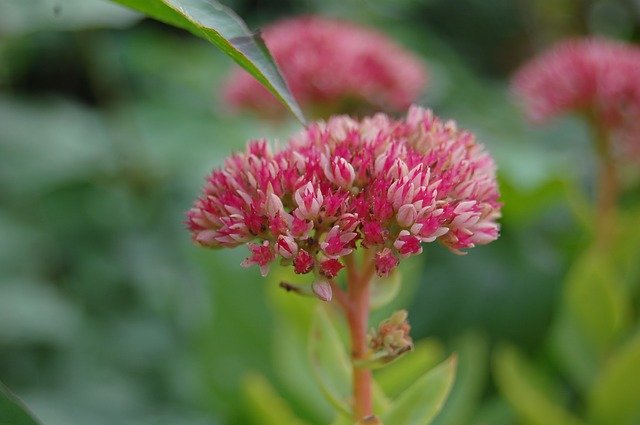 Descarga gratuita Flower Pink Green: foto o imagen gratuita para editar con el editor de imágenes en línea GIMP