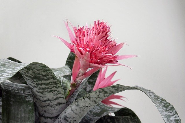 Free download Flower Pink Grey -  free photo or picture to be edited with GIMP online image editor
