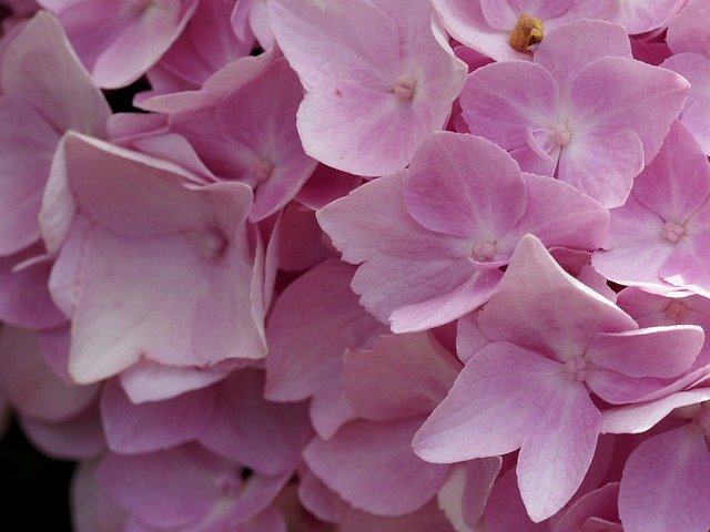 Free picture Flower Pink Hydrangea -  to be edited by GIMP free image editor by OffiDocs
