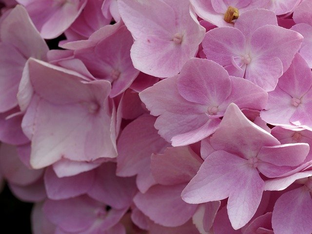 Free download Flower Pink Hydrangea -  free photo or picture to be edited with GIMP online image editor