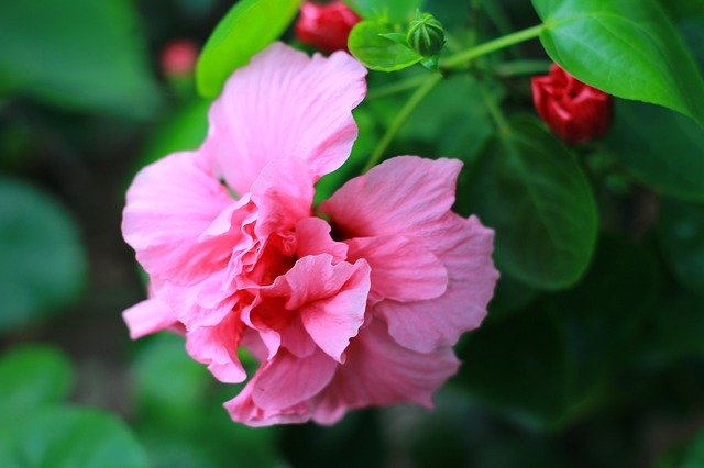 Unduh gratis Flower Pink In - foto atau gambar gratis untuk diedit dengan editor gambar online GIMP