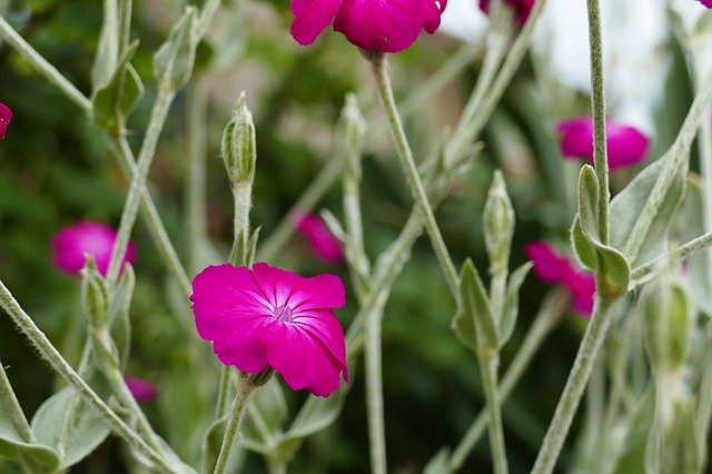 تنزيل Flower Pink Macro مجانًا - صورة مجانية أو صورة لتحريرها باستخدام محرر الصور عبر الإنترنت GIMP