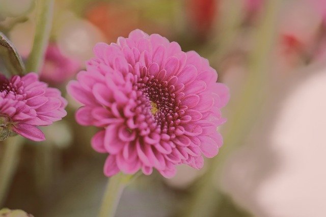 Free download Flower Pink Nature -  free free photo or picture to be edited with GIMP online image editor
