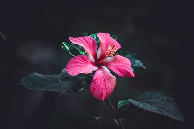 Free download flower pink nature plant garden free picture to be edited with GIMP free online image editor