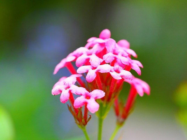 Kostenloser Download Flower Pink Petals - kostenloses Foto oder Bild zur Bearbeitung mit GIMP Online-Bildbearbeitung