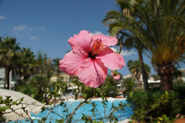 Безкоштовно завантажте Flower Pink Pool - безкоштовну фотографію або зображення для редагування за допомогою онлайн-редактора зображень GIMP