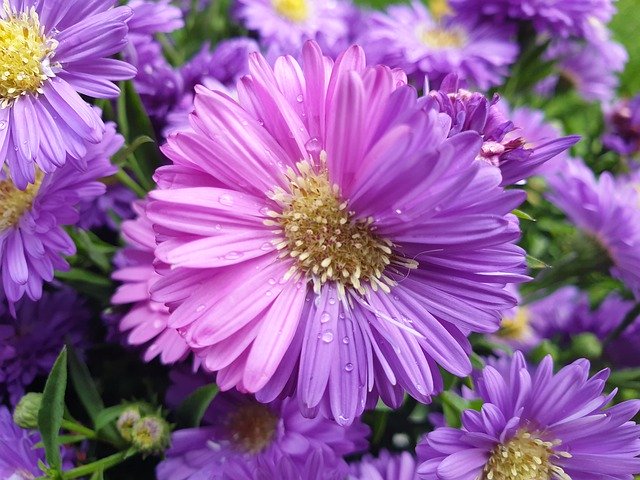 免费下载 Flower Pink Purple - 使用 GIMP 在线图像编辑器编辑的免费照片或图片