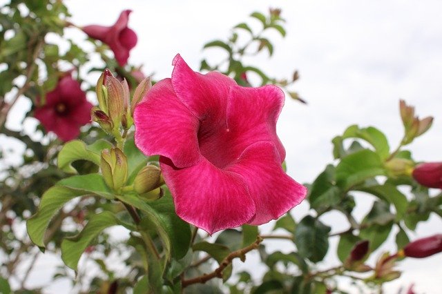 Скачать бесплатно Flower Pink Rosa - бесплатное фото или изображение для редактирования с помощью онлайн-редактора изображений GIMP