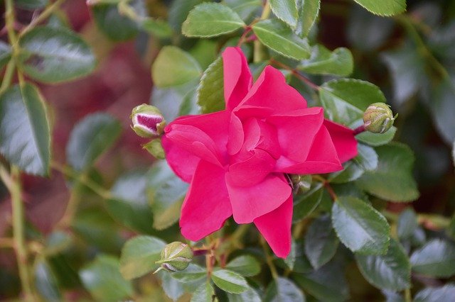 הורדה חינם Flower Pink Rose Bud Color - תמונה או תמונה בחינם לעריכה עם עורך התמונות המקוון GIMP