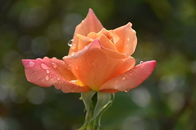 Free download flower pink rose petals flora free picture to be edited with GIMP free online image editor