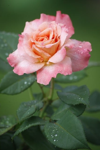 花ピンクのバラローズピンクの花の無料ダウンロードGIMPで編集できる無料のオンライン画像エディター