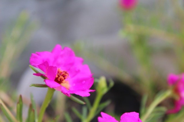 Free download Flower Pink Small -  free photo or picture to be edited with GIMP online image editor