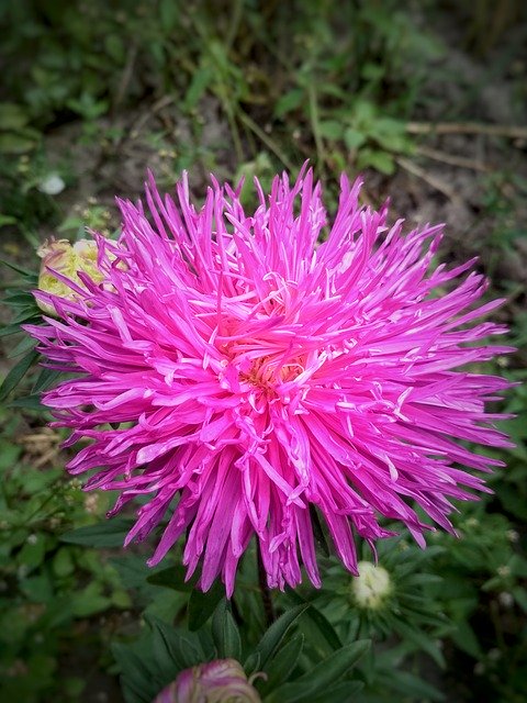 Bezpłatne pobieranie Flower Pink Spring - bezpłatne zdjęcie lub obraz do edycji za pomocą internetowego edytora obrazów GIMP