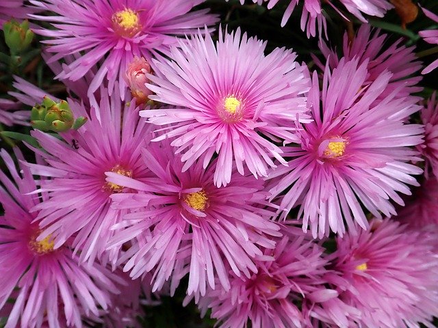 Free download Flower Pink Succulent -  free photo or picture to be edited with GIMP online image editor