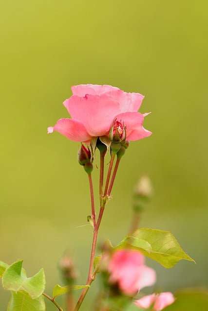Free download flower pink summer nature free picture to be edited with GIMP free online image editor