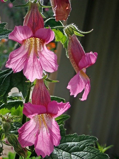 Unduh gratis Flower Pink Sunlit - foto atau gambar gratis untuk diedit dengan editor gambar online GIMP