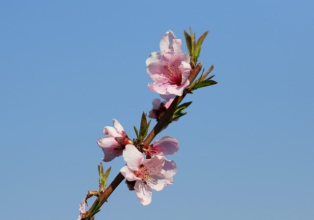 Gratis download Flower Pink Tree - gratis foto of afbeelding om te bewerken met GIMP online afbeeldingseditor