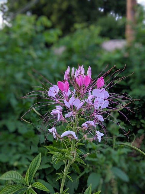 Bezpłatne pobieranie Flower Pink Violet - darmowe zdjęcie lub obraz do edycji za pomocą internetowego edytora obrazów GIMP