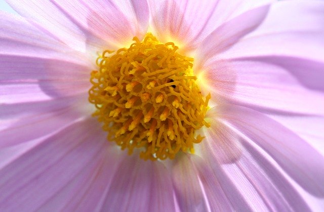 免费下载 Flower Pink Yellow - 可使用 GIMP 在线图像编辑器编辑的免费照片或图片