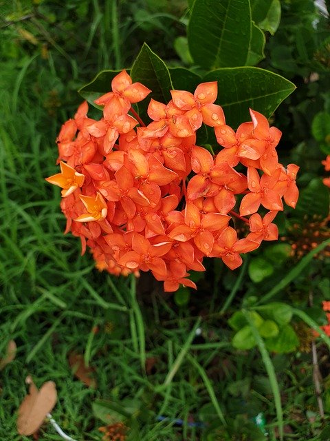 Gratis download Flower Pin Orange A Short - gratis foto of afbeelding om te bewerken met GIMP online afbeeldingseditor
