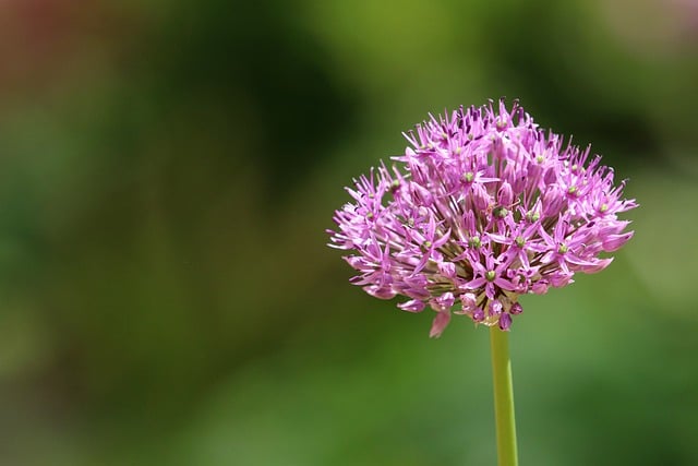 Free download flower plant allium giant garlic free picture to be edited with GIMP free online image editor