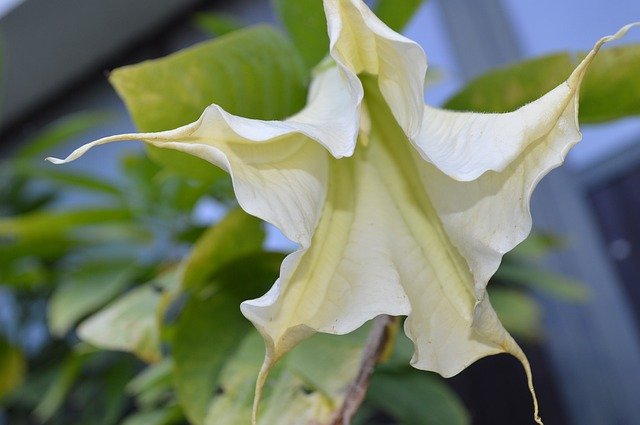 Free download Flower Plant Angel Trumpet -  free photo or picture to be edited with GIMP online image editor