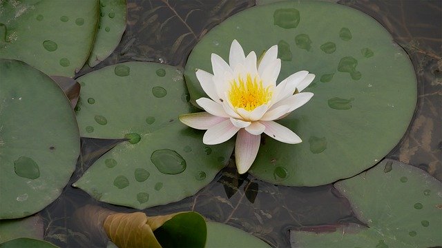 Free download Flower Plant Aroma Water -  free photo or picture to be edited with GIMP online image editor