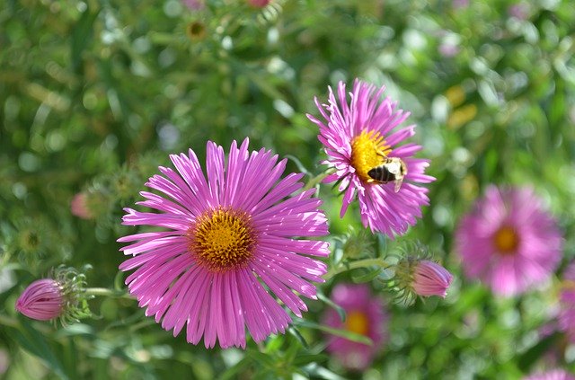 Descarga gratuita Flower Plant Bee Close - foto o imagen gratuita para editar con el editor de imágenes en línea GIMP