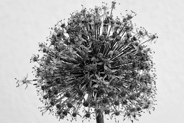 Free download flower plant black and white free picture to be edited with GIMP free online image editor