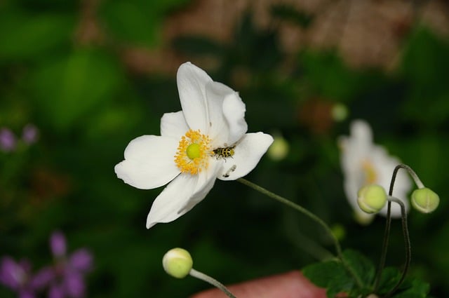 Free download flower plant bloom blossom insect free picture to be edited with GIMP free online image editor