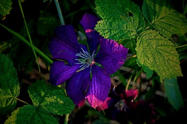 Free download flower plant blossom bloom free picture to be edited with GIMP free online image editor