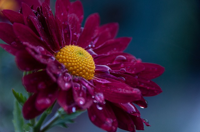 Free download flower plant blossom bloom nature free picture to be edited with GIMP free online image editor