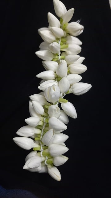 Free download flower plant blossom green nature free picture to be edited with GIMP free online image editor