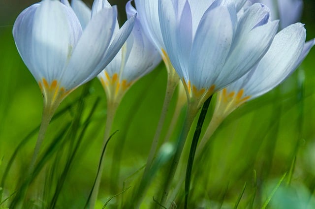 Free download flower plant blossoms nature free picture to be edited with GIMP free online image editor
