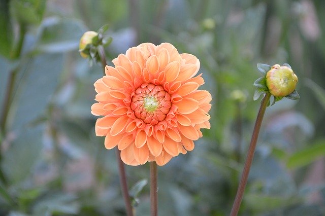 ดาวน์โหลดฟรี Flower Plant Bouquet เสนอเทมเพลตรูปภาพฟรีที่จะแก้ไขด้วยโปรแกรมแก้ไขรูปภาพออนไลน์ GIMP