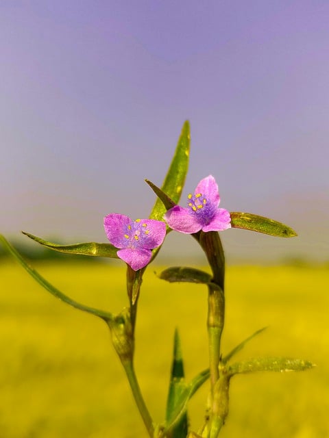 Free download flower plant cyanotis axillaris free picture to be edited with GIMP free online image editor