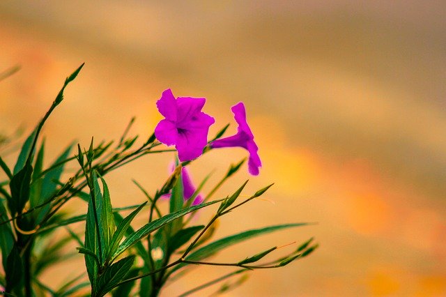 הורדה חינם Flower Plant Dawn - תמונה או תמונה בחינם לעריכה עם עורך התמונות המקוון GIMP
