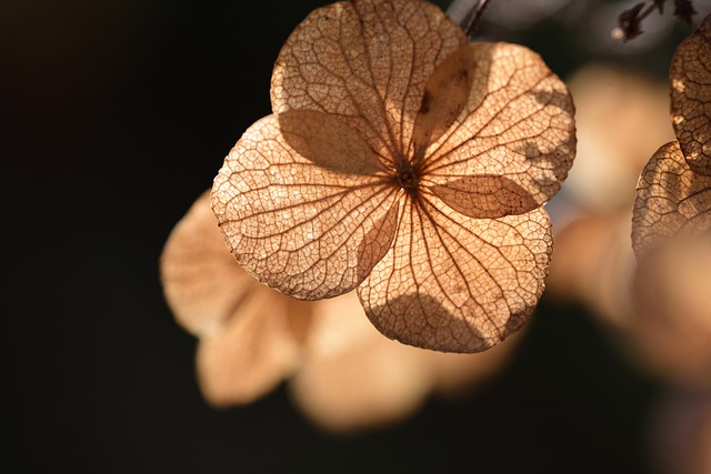 Free download flower plant dried dry withered free picture to be edited with GIMP free online image editor
