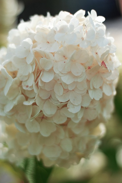 قم بتنزيل الصورة المجانية للزهرة والنباتات والنباتات والطبيعة مجانًا لتحريرها باستخدام محرر الصور المجاني عبر الإنترنت GIMP