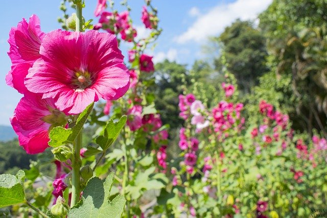 무료 다운로드 꽃 식물 개화 - 무료 사진 또는 김프 온라인 이미지 편집기로 편집할 수 있는 사진